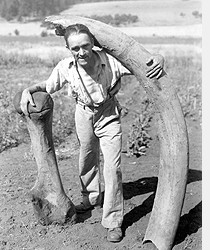 Evans Valley Mammoth