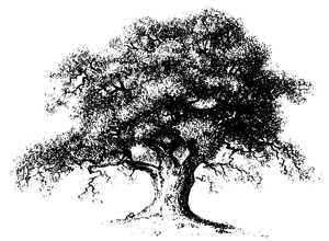 Old Oak Tree