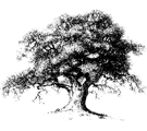 The Old Oak